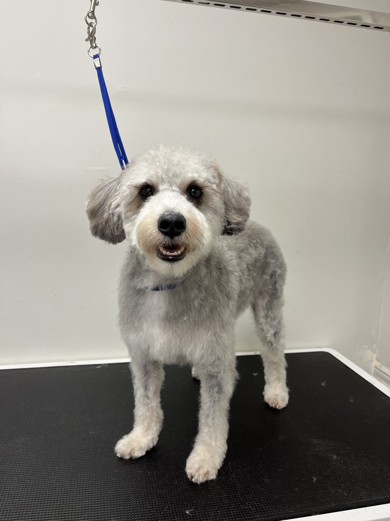 Silver Miniature Poodle after a breed-standard groom