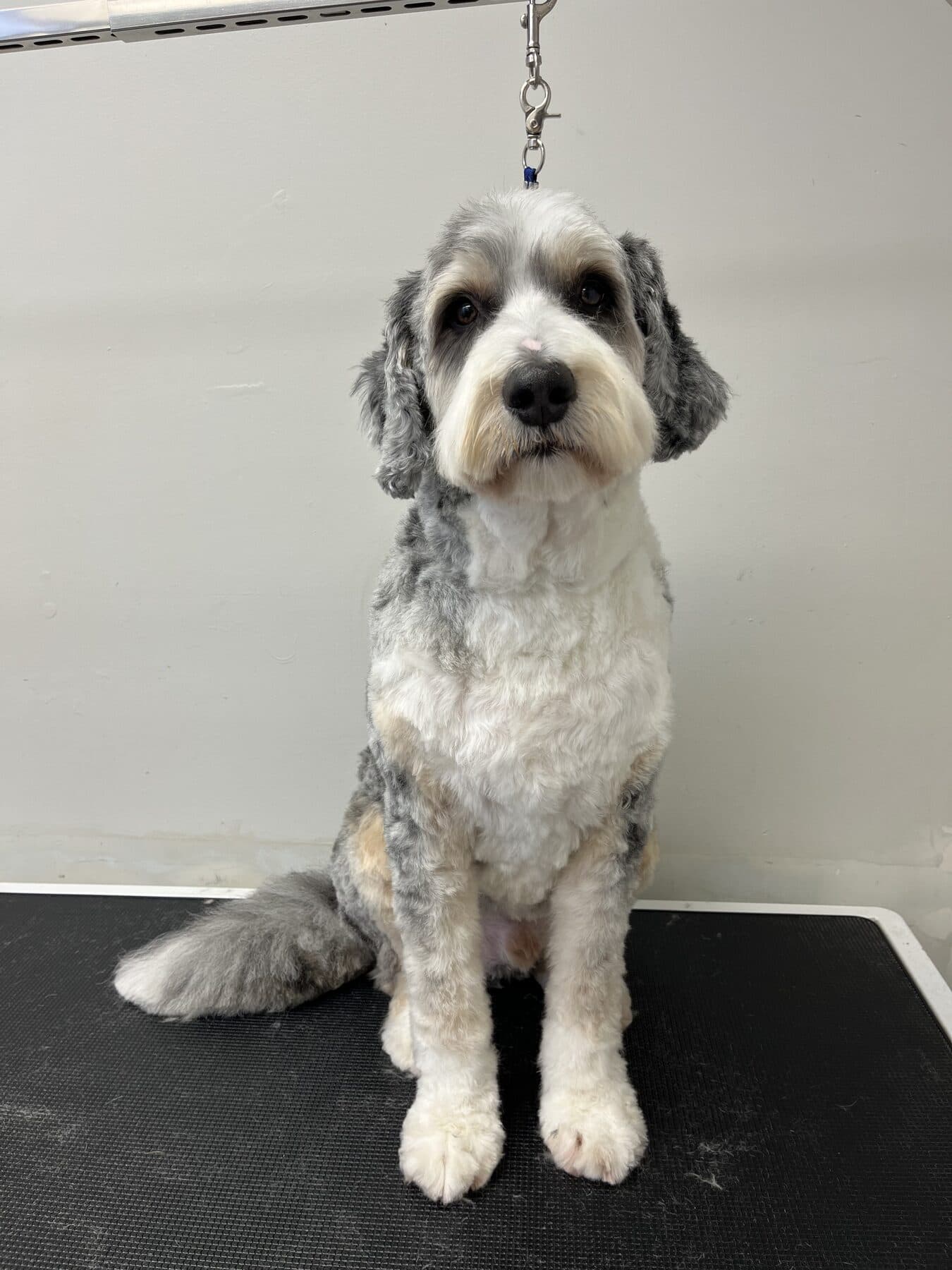 Bernedoodle after a full groom at Highlands Grooming