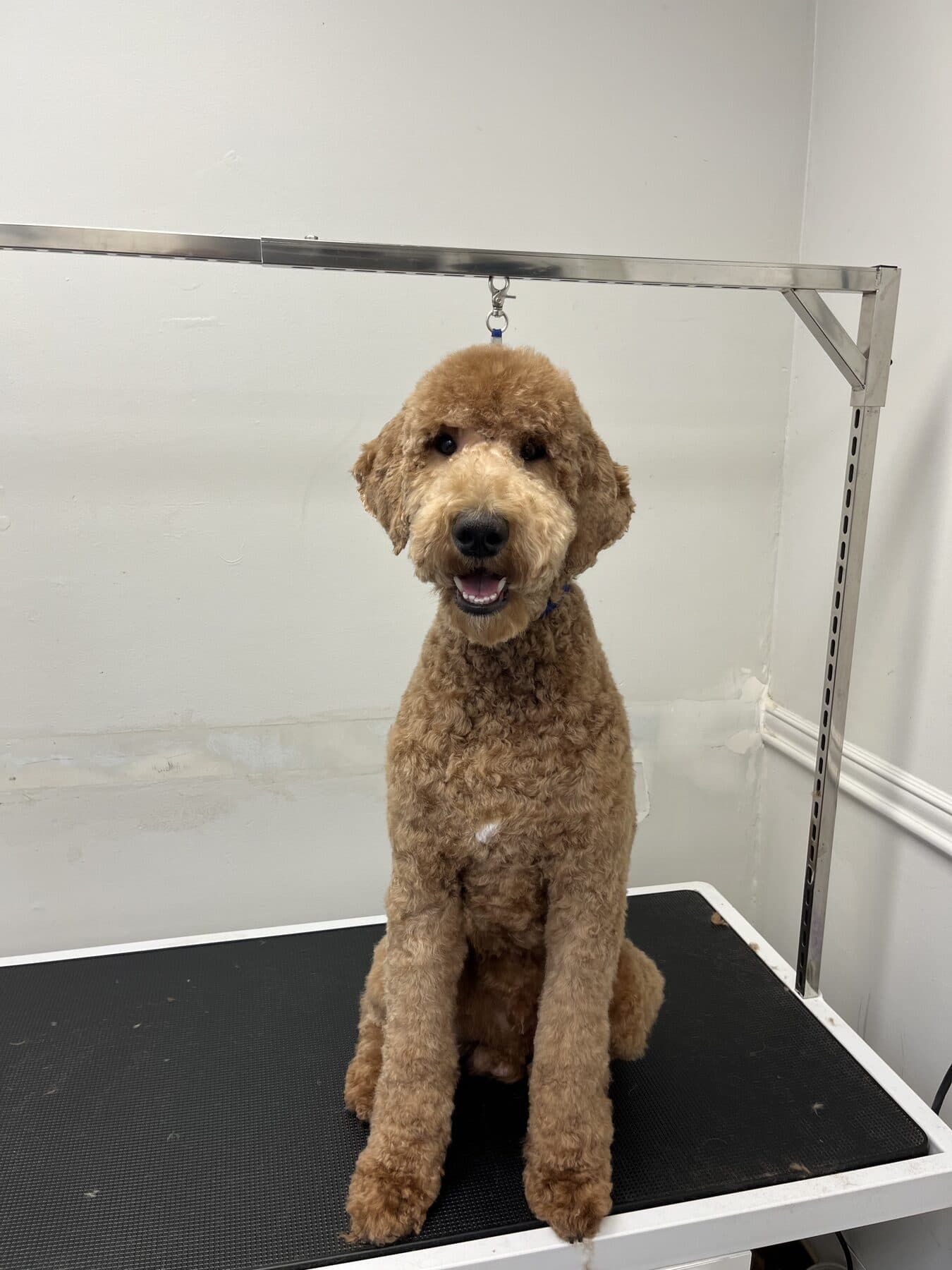 Freshly groomed Standard Poodle sitting on the grooming table